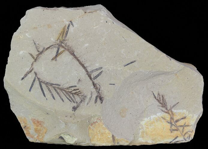 Metasequoia (Dawn Redwood) Fossil Plate - Montana #52194